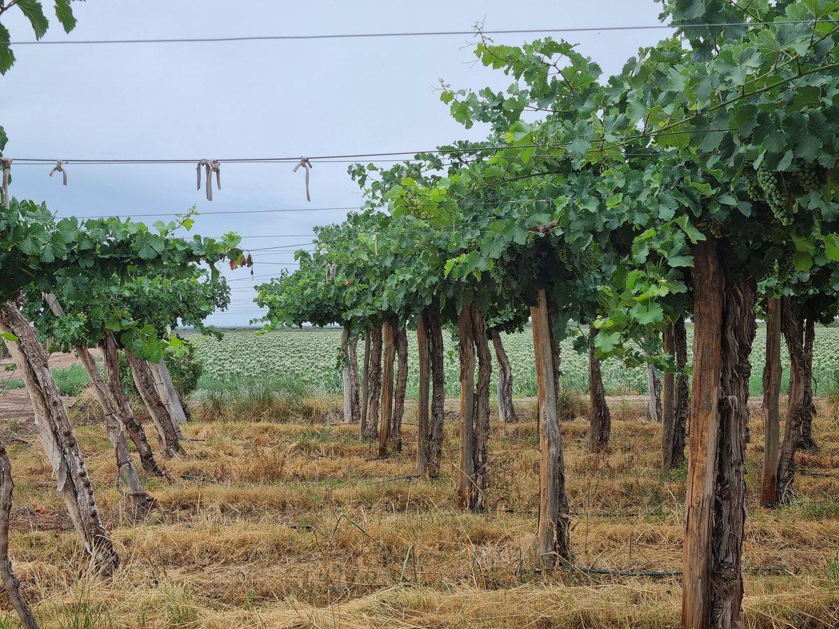 Foto de CAMPO AGRICOLA EN VENTA DE 20 HAS, SARMIENTO, imagen 2
