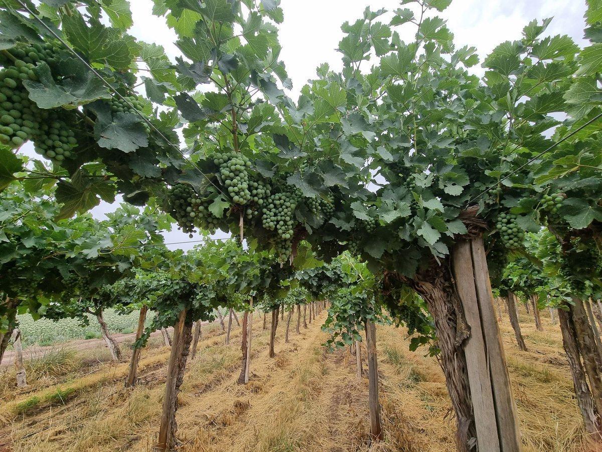 Foto de CAMPO AGRICOLA EN VENTA DE 20 HAS, SARMIENTO, imagen 5