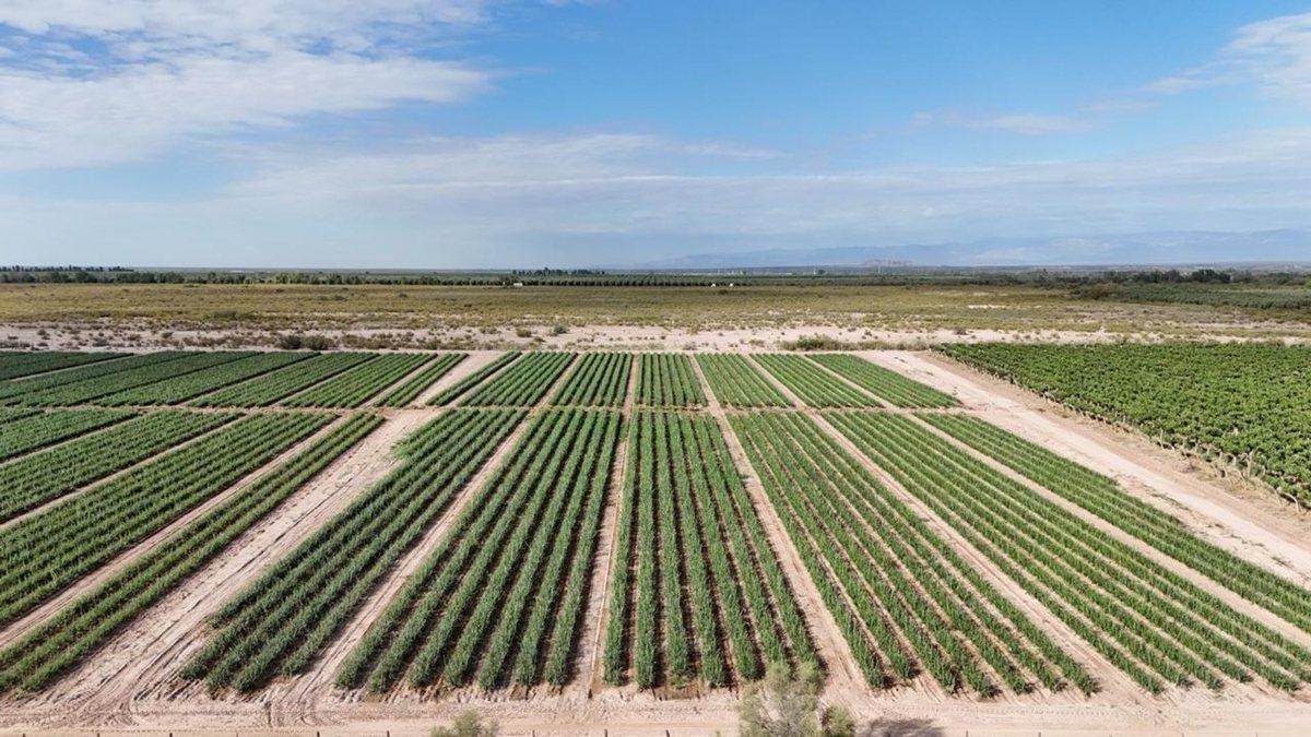 Foto de CAMPO AGRICOLA EN VENTA DE 20 HAS, SARMIENTO, imagen 1