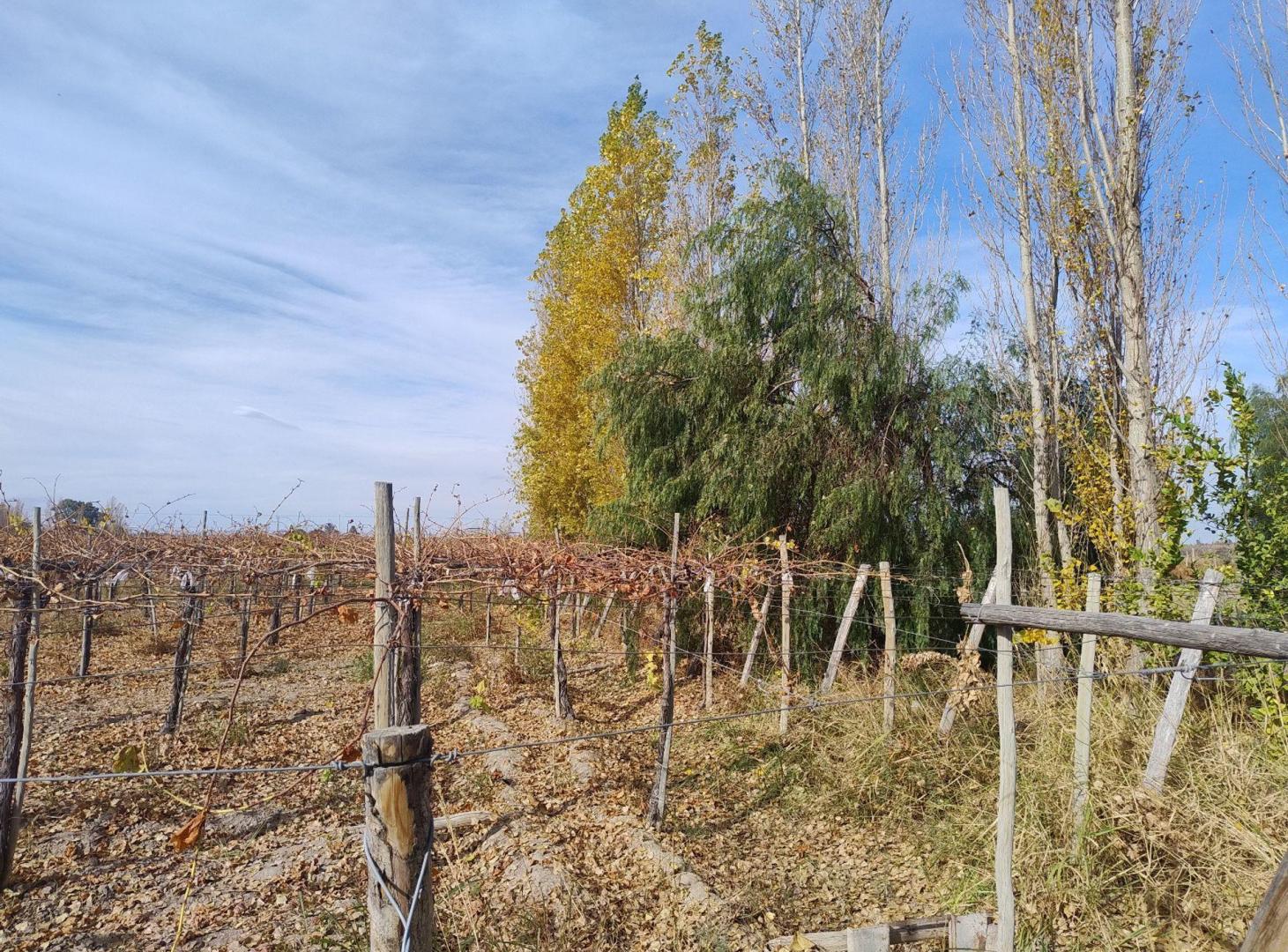 Foto de TERRENO DE 2 HAS EN GENERAL ACHA Y CALLE 14.POCITO, imagen 3
