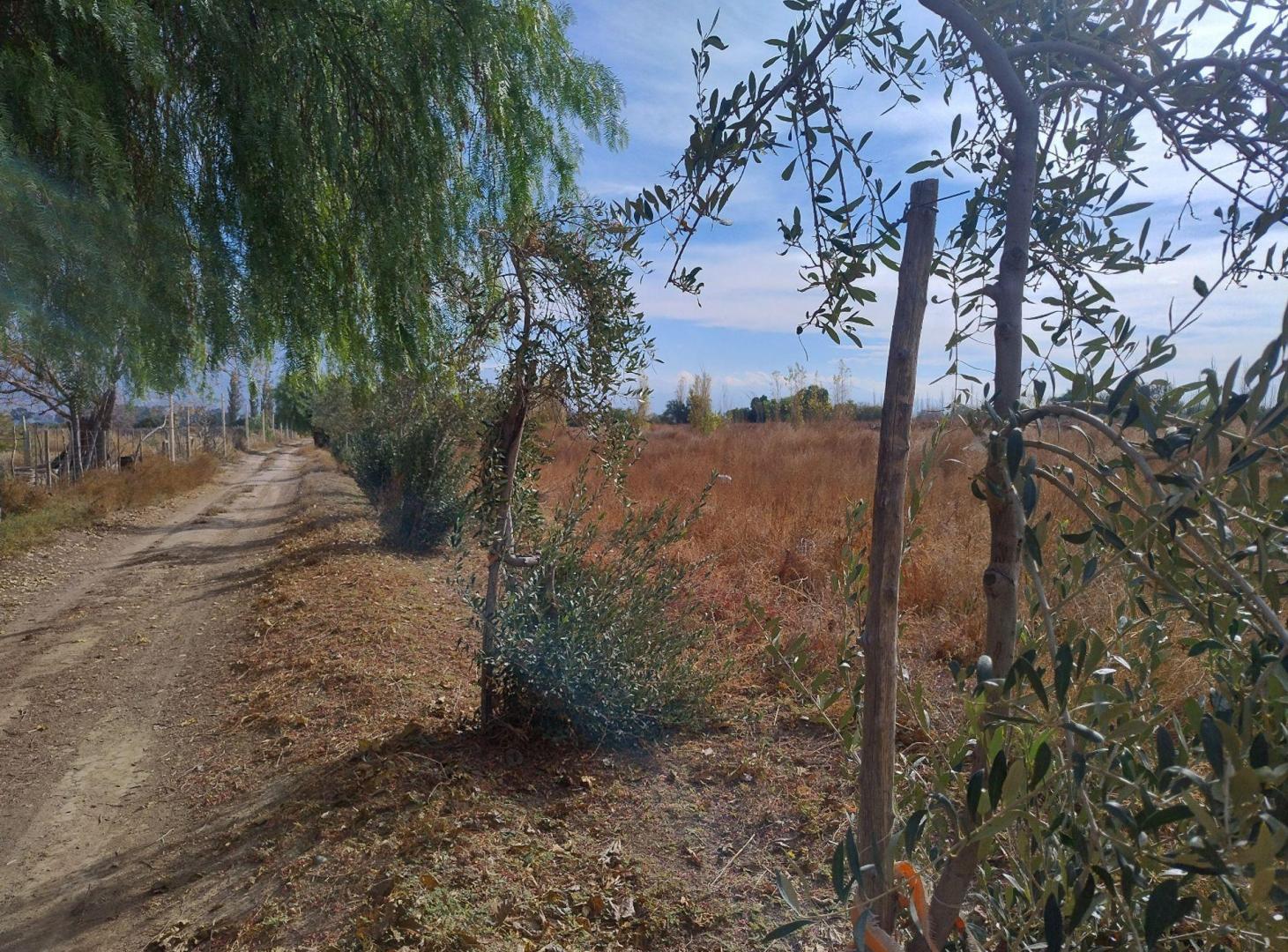 Foto de TERRENO DE 2 HAS EN GENERAL ACHA Y CALLE 14.POCITO, imagen 5