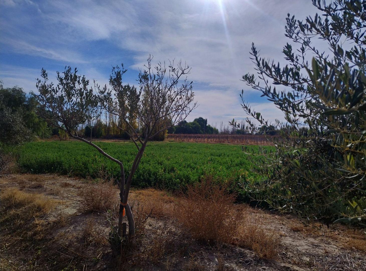 Foto de TERRENO DE 2 HAS EN GENERAL ACHA Y CALLE 14.POCITO, imagen 1