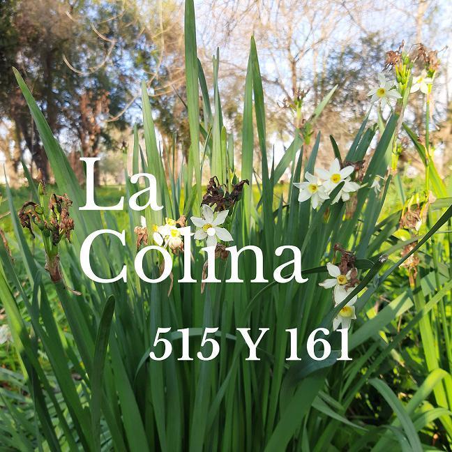 Foto de Lotes en VENTA | Don Basilio - 510 a 512 y de 165 a 167 - Gorina Sur, imagen 2