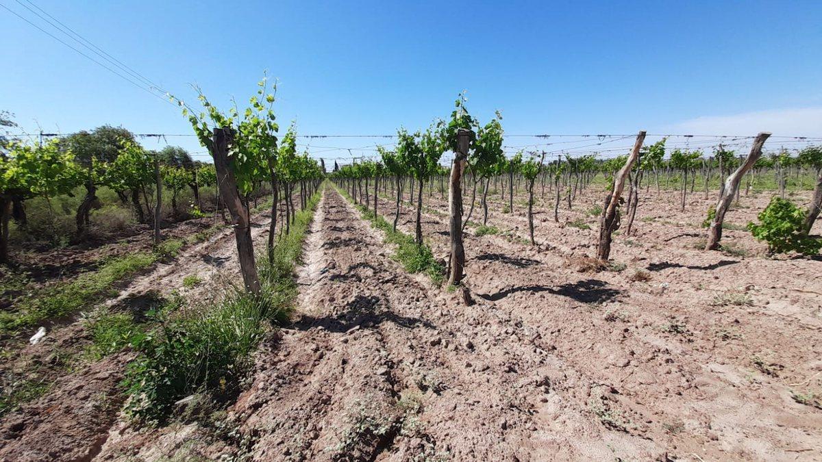 Venta Finca en Produccion 12 Has El Algarrobal 5