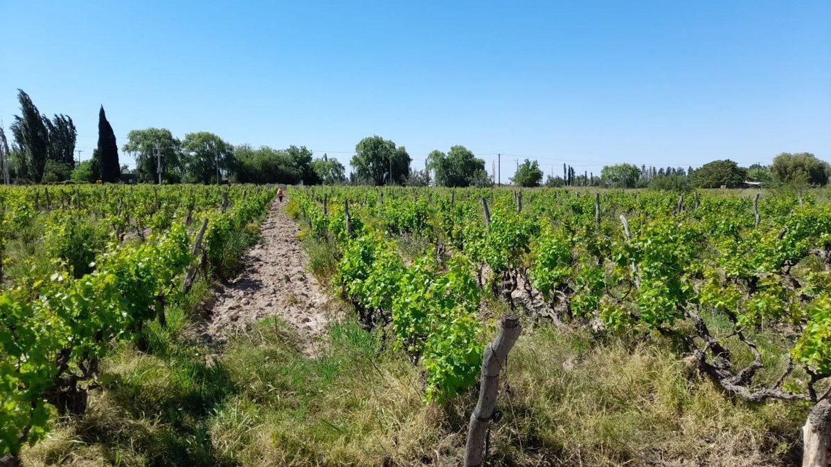 Venta Finca en Produccion 12 Has El Algarrobal 2