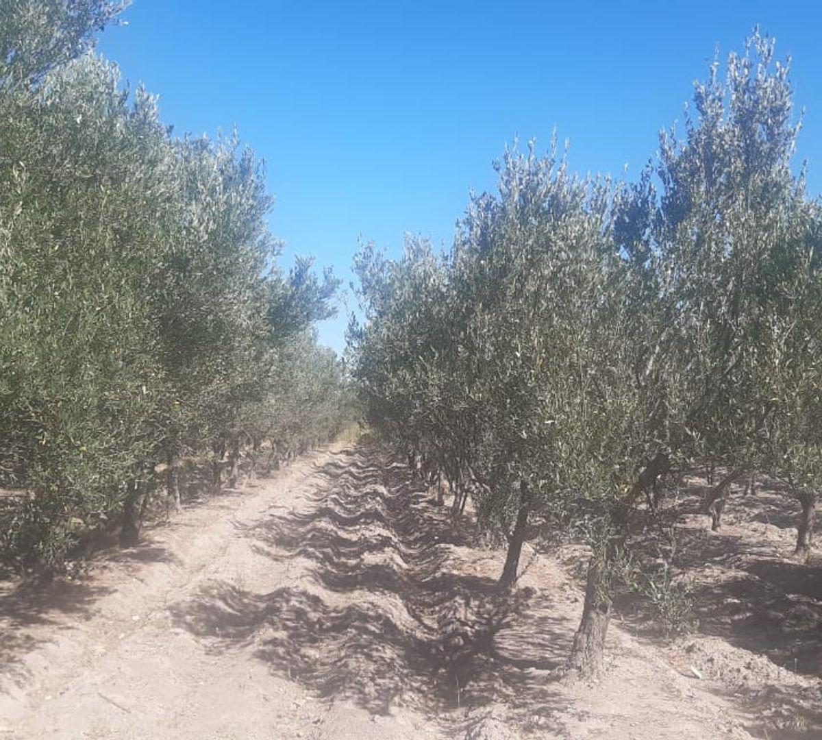 Complejo Turístico a La Venta en San Rafael 2