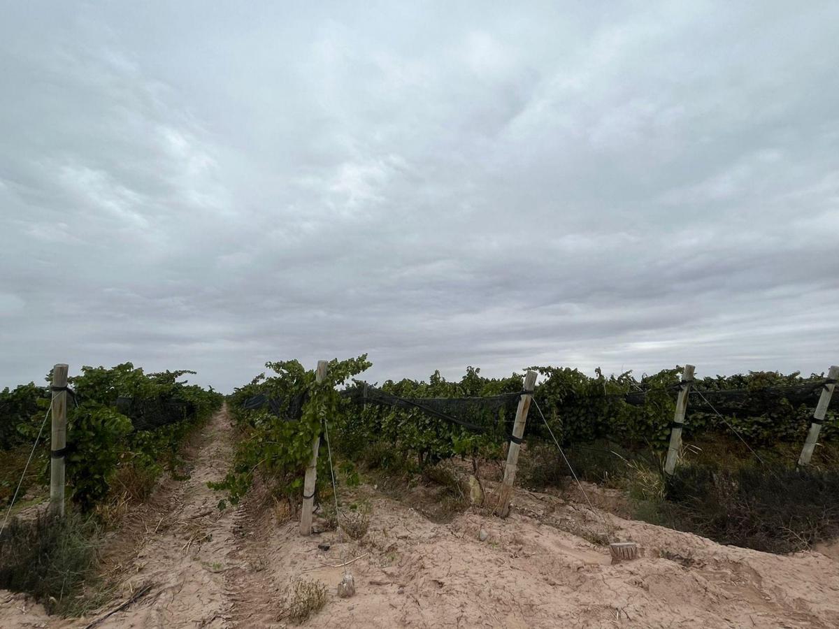 Venta Finca Barrancas, Mendoza, 60 Ha 1