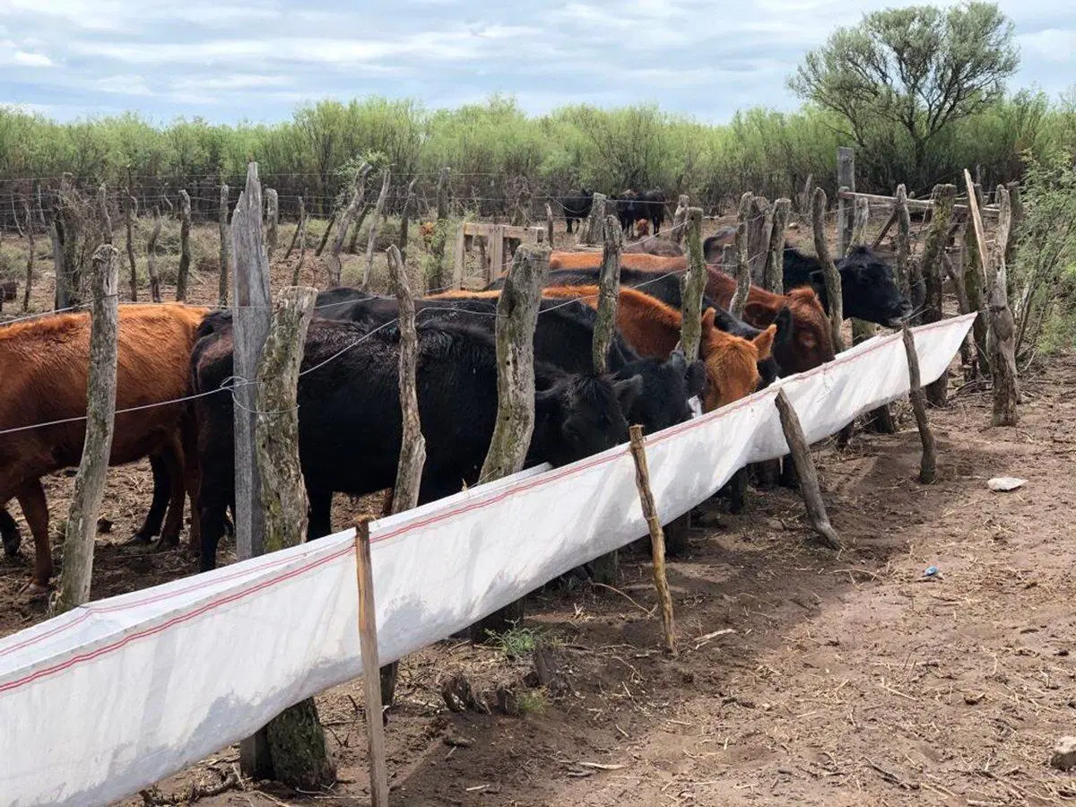 CAMPO GANADERO Oportunidad 1200 hectareas 3