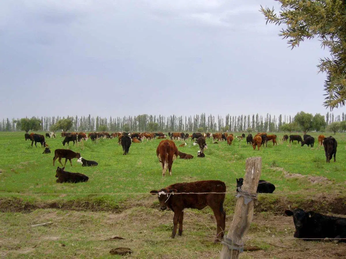 VENTA CAMPO GANADERO 400 Ha. GOUDGE SAN RAFAEL MDZ 2