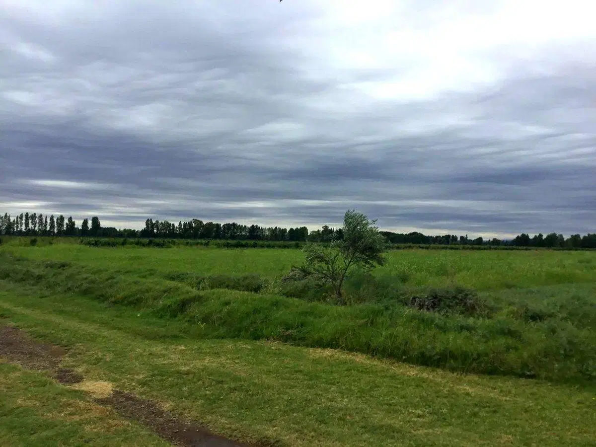 VENTA CAMPO GANADERO 400 Ha. GOUDGE SAN RAFAEL MDZ 5