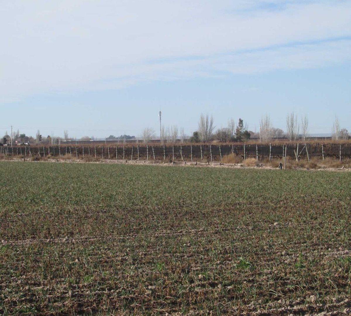 Finca en Venta Ugarteche Lujan de Cuyo
