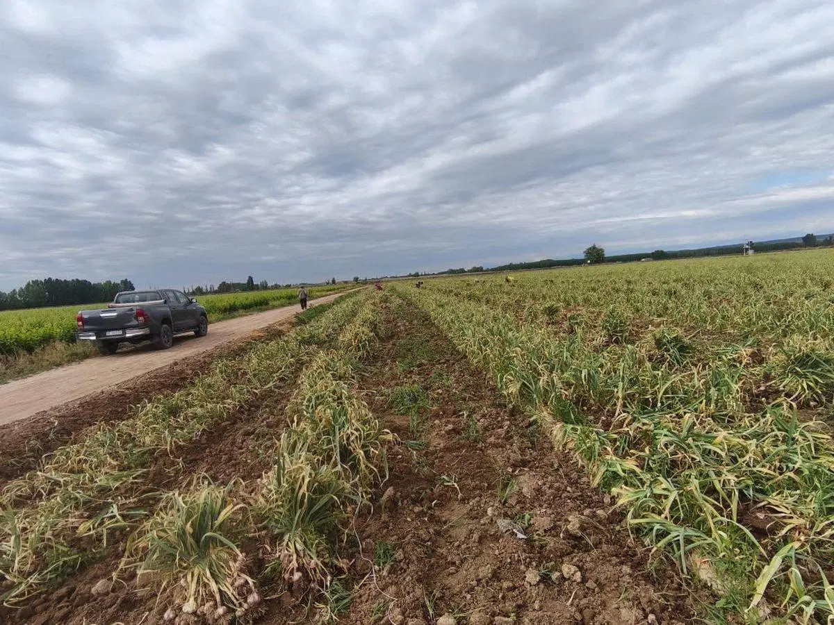Finca en Venta Ugarteche Lujan de Cuyo 2