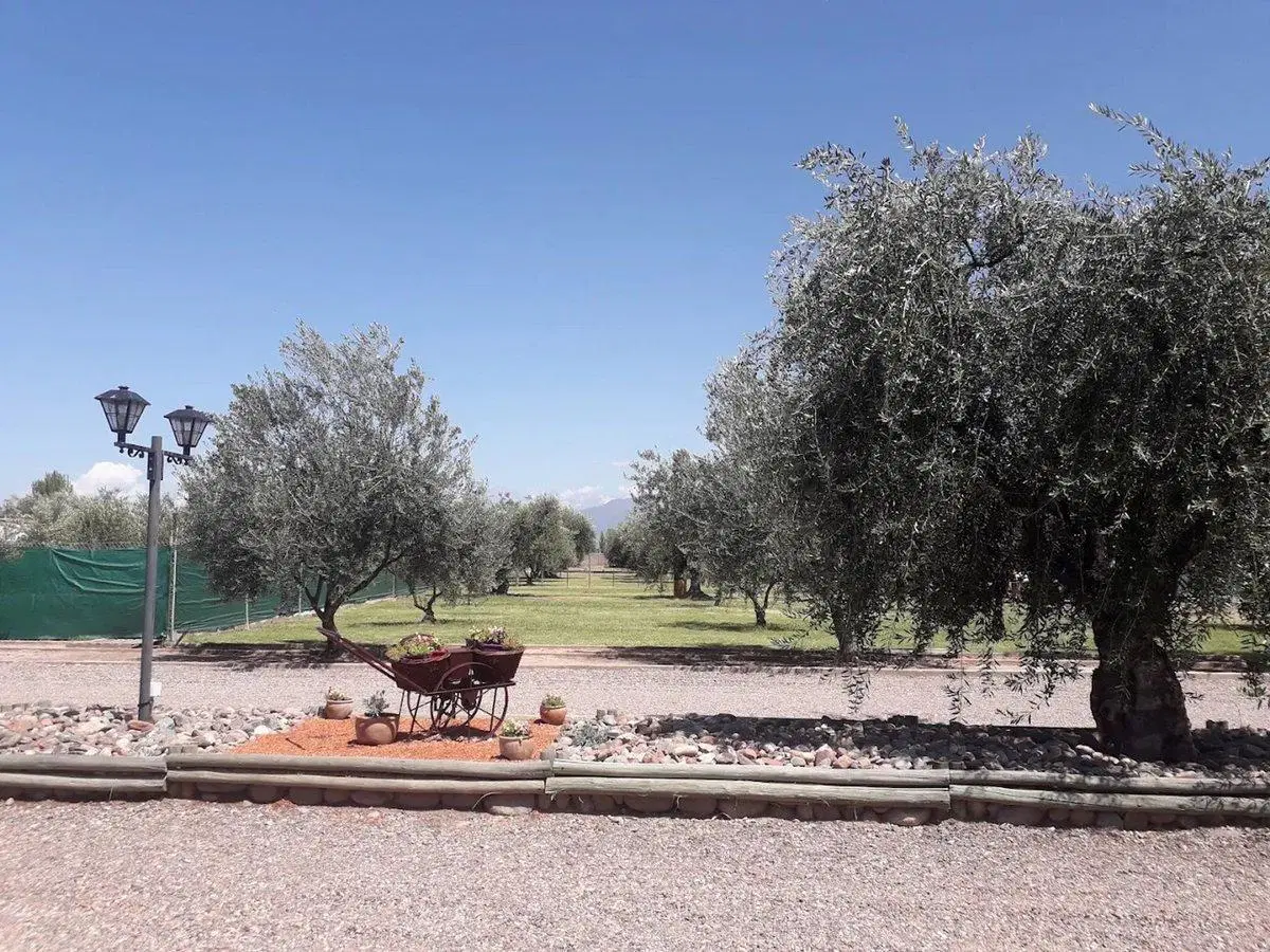 VENTA LOTE ´´OLIVOS DE FURLOTTI ´´  MAIPU MENDOZA 2