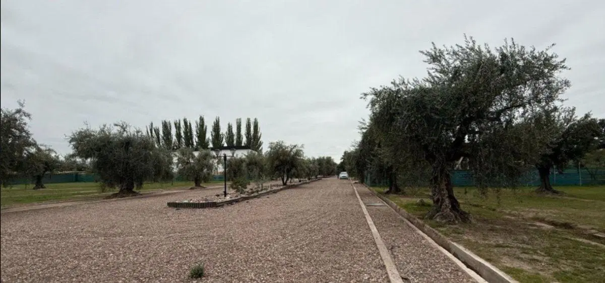 VENTA LOTE ´´OLIVOS DE FURLOTTI ´´  MAIPU MENDOZA 4