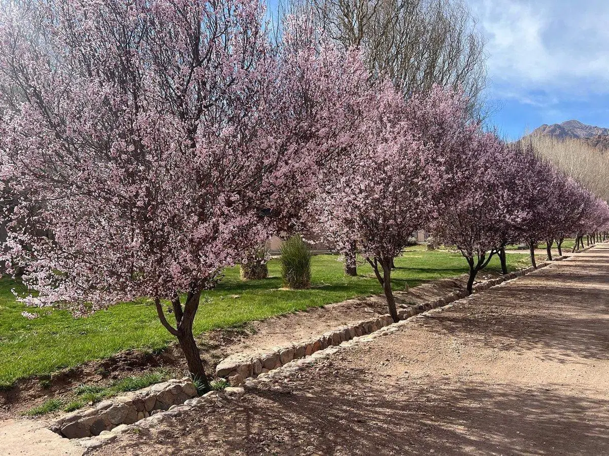 Lote Uspallata - 4 elementos 2