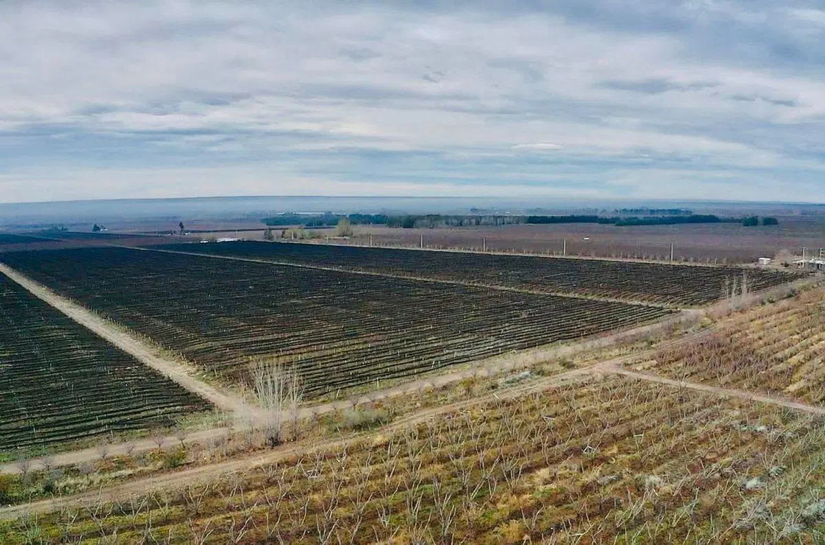 Exclusiva Finca Premium en Venta en Los Chacayes 2