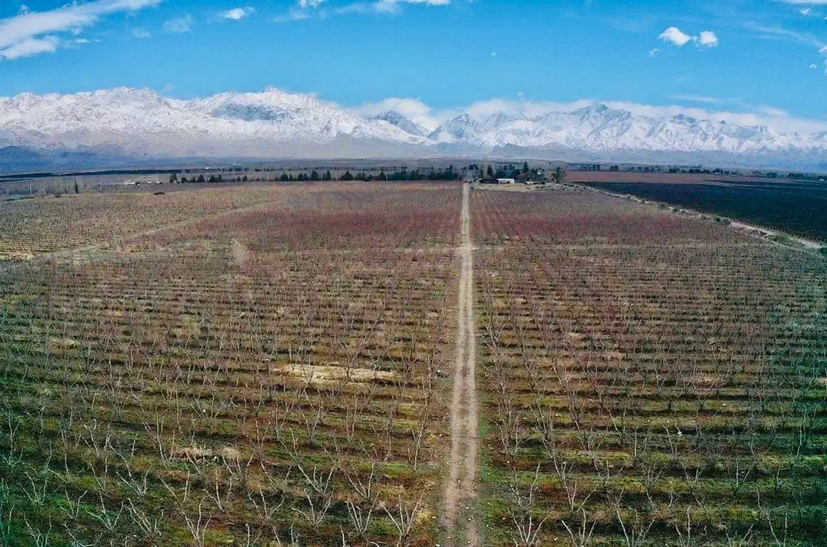 Exclusiva Finca Premium en Venta en Los Chacayes 4