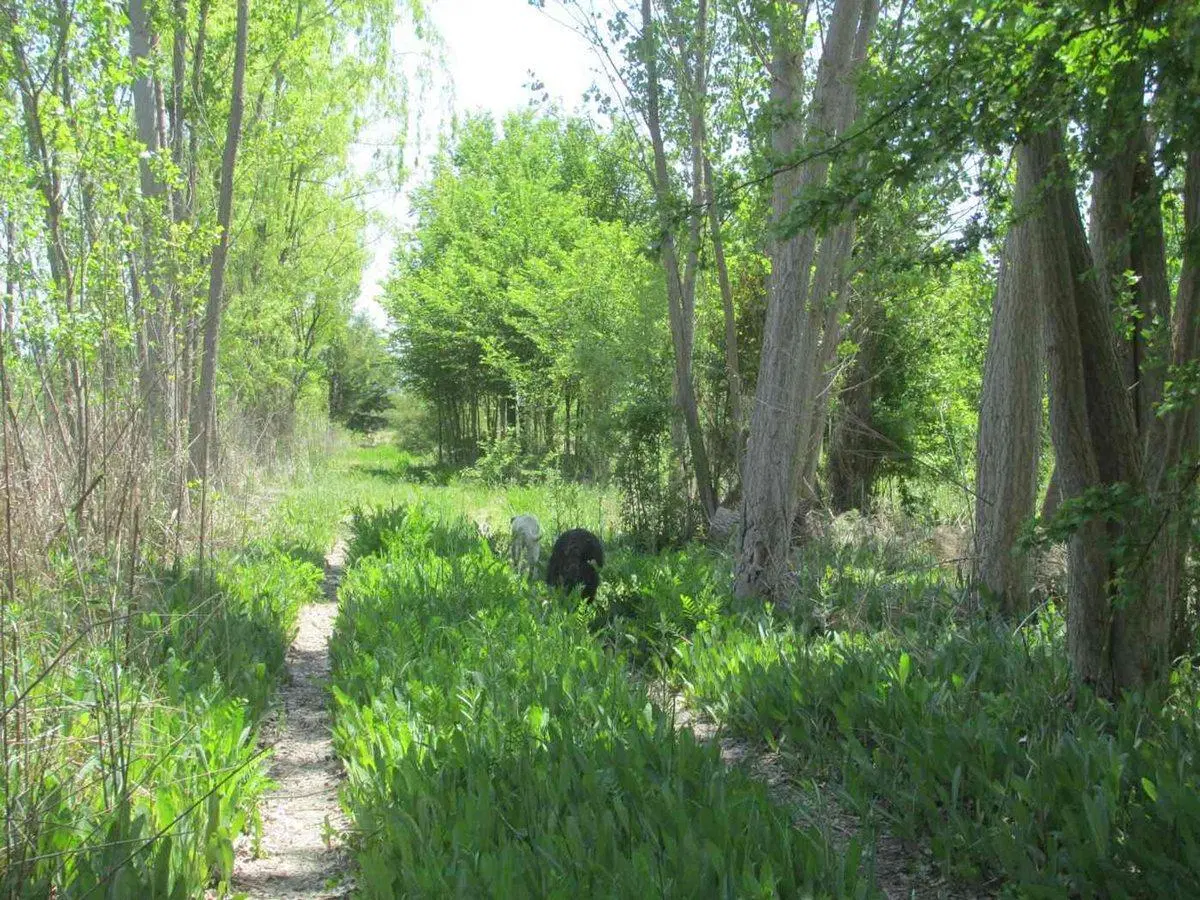 Terreno 8300 m2 en Venta La Primavera Valle de Uco 4