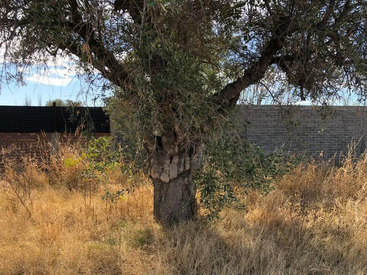 VENTA LOTE 500 M2 MAIPU B PRIVADO MISTERBIANCO 2