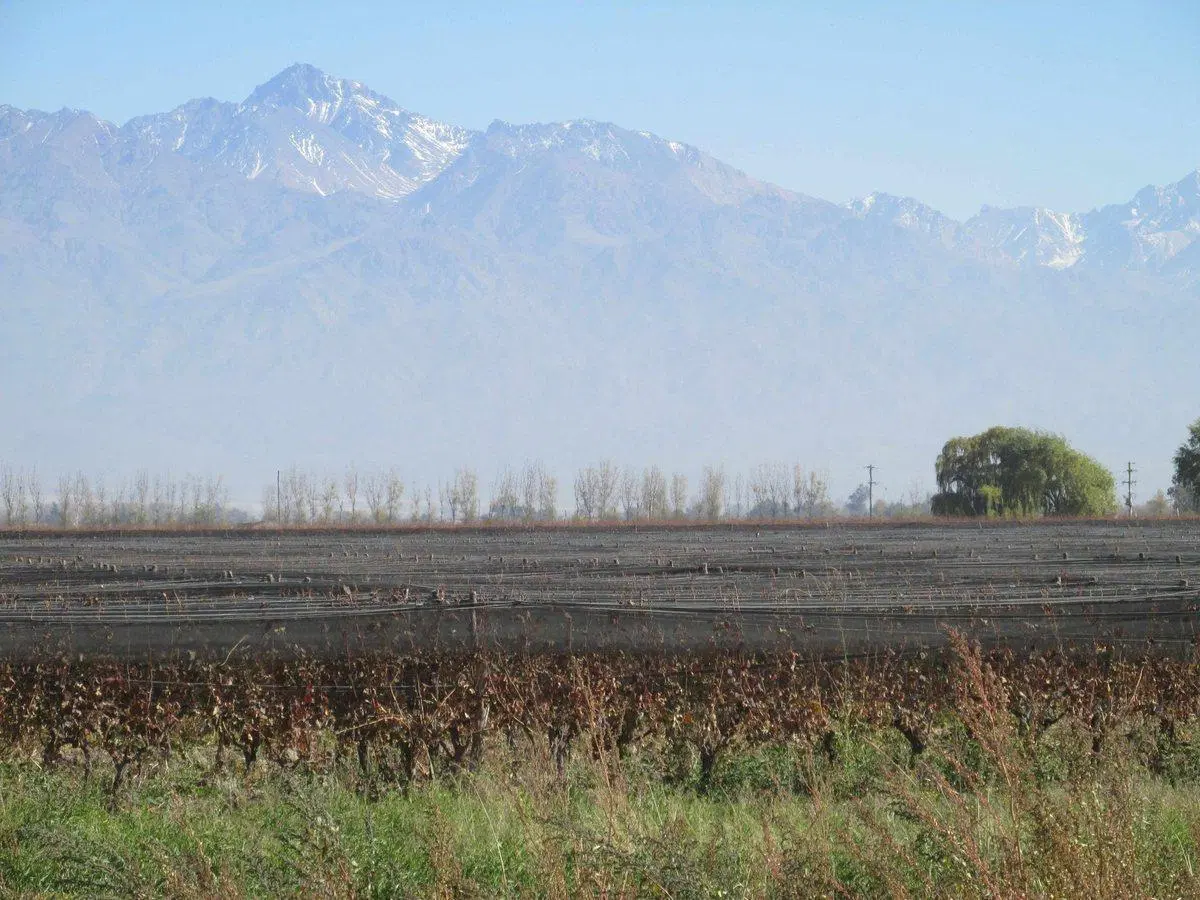 Viñedo 4.7 has en Venta en San Carlos Valle de Uco 5
