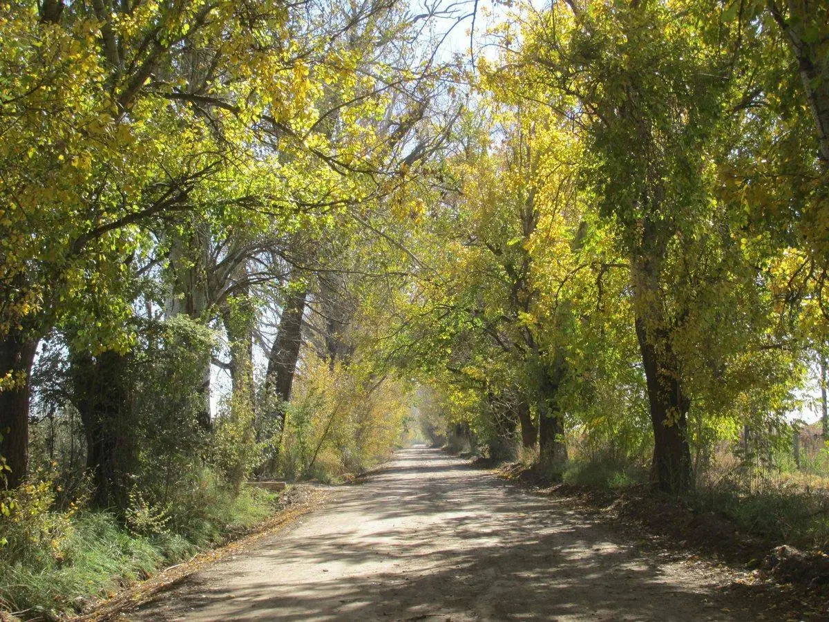 Viñedo 4.7 has en Venta en San Carlos Valle de Uco 3