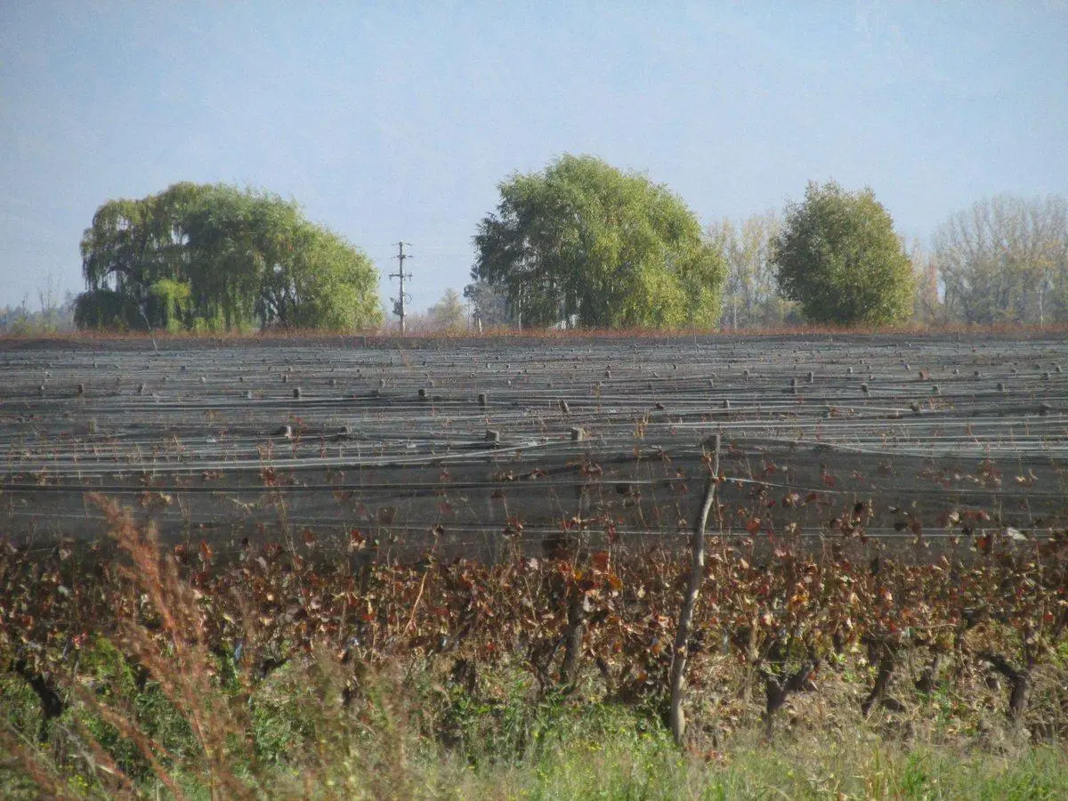 Viñedo 4.7 has en Venta en San Carlos Valle de Uco 2