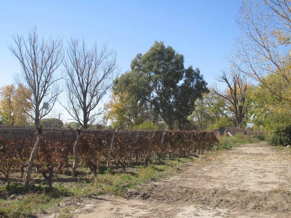 Viñedo 4.7 has en Venta en San Carlos Valle de Uco 4
