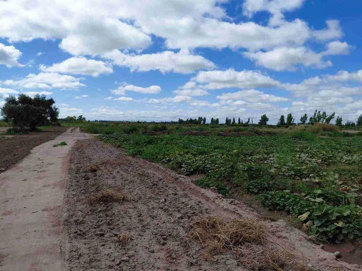 Venta Campo 45 Ha y Edificio Lavalle Mendoza 4