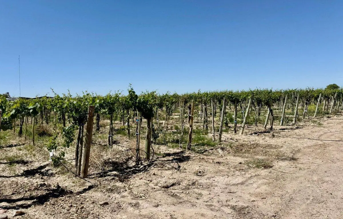 VENTA FINCA EN LUJAN DE CUYO 2