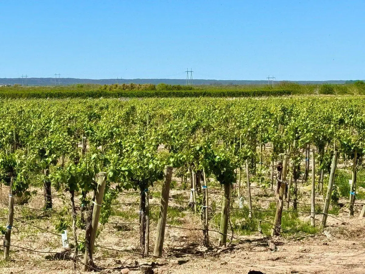 VENTA FINCA EN LUJAN DE CUYO 4