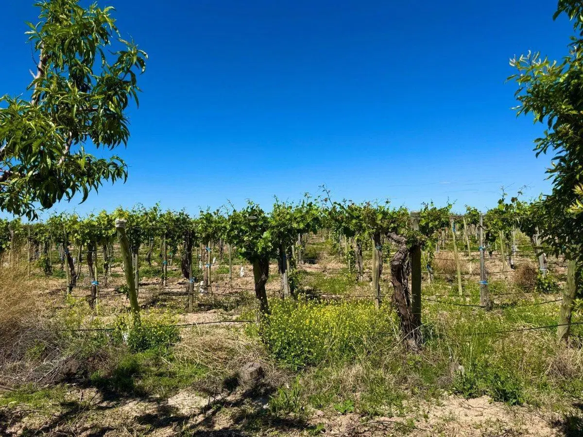 VENTA FINCA EN LUJAN DE CUYO 3