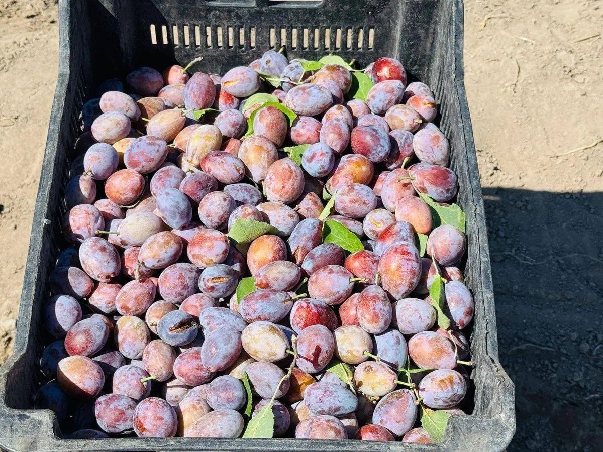 Venta Finca en producción 48,28has, San Martin 2