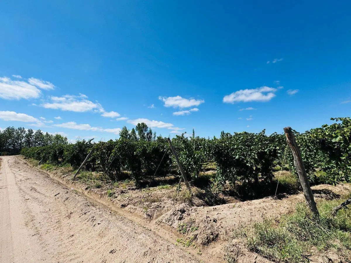 Venta Finca en producción 52,60has San Martín 5
