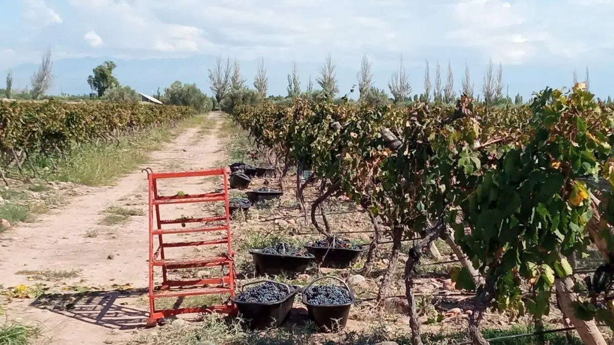 Venta Finca Orgánica Premium 60 ha. Maipú Mendoza 8