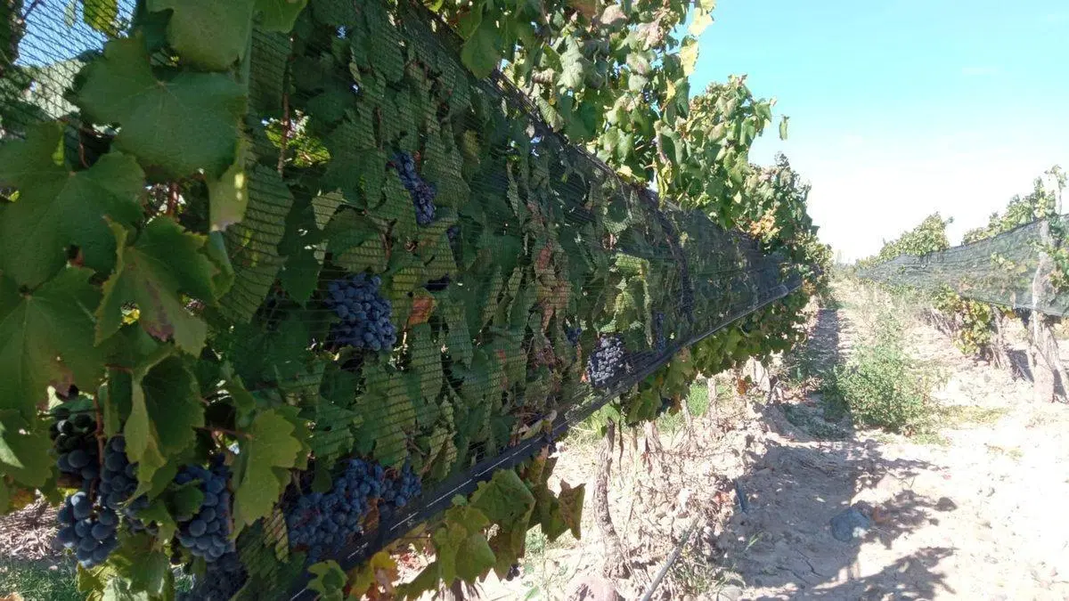 Venta Finca Orgánica Premium 60 ha. Maipú Mendoza 3