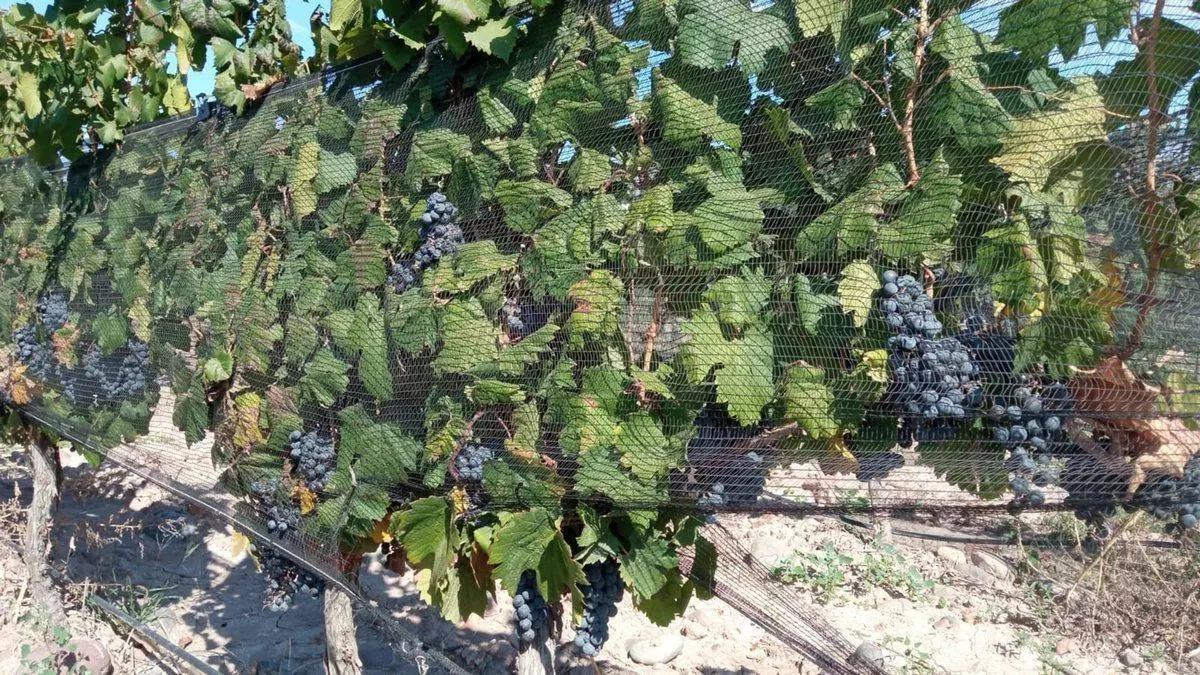 Venta Finca Orgánica Premium 60 ha. Maipú Mendoza 4