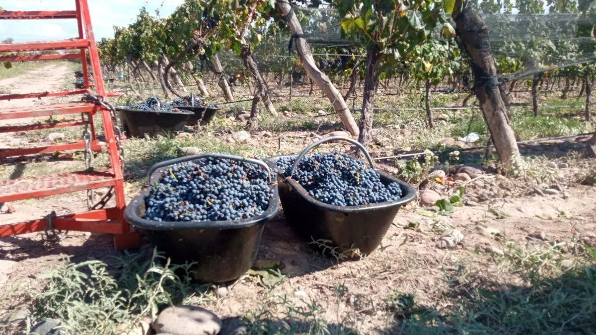 Venta Finca Orgánica Premium 60 ha. Maipú Mendoza 5