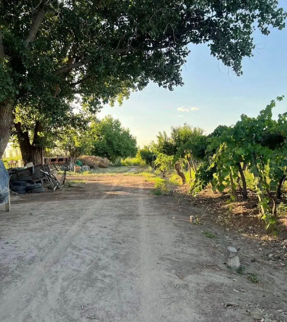 VENTA DE FINCA EN SAN MARTIN ALTO VERDE 12 HA. 3