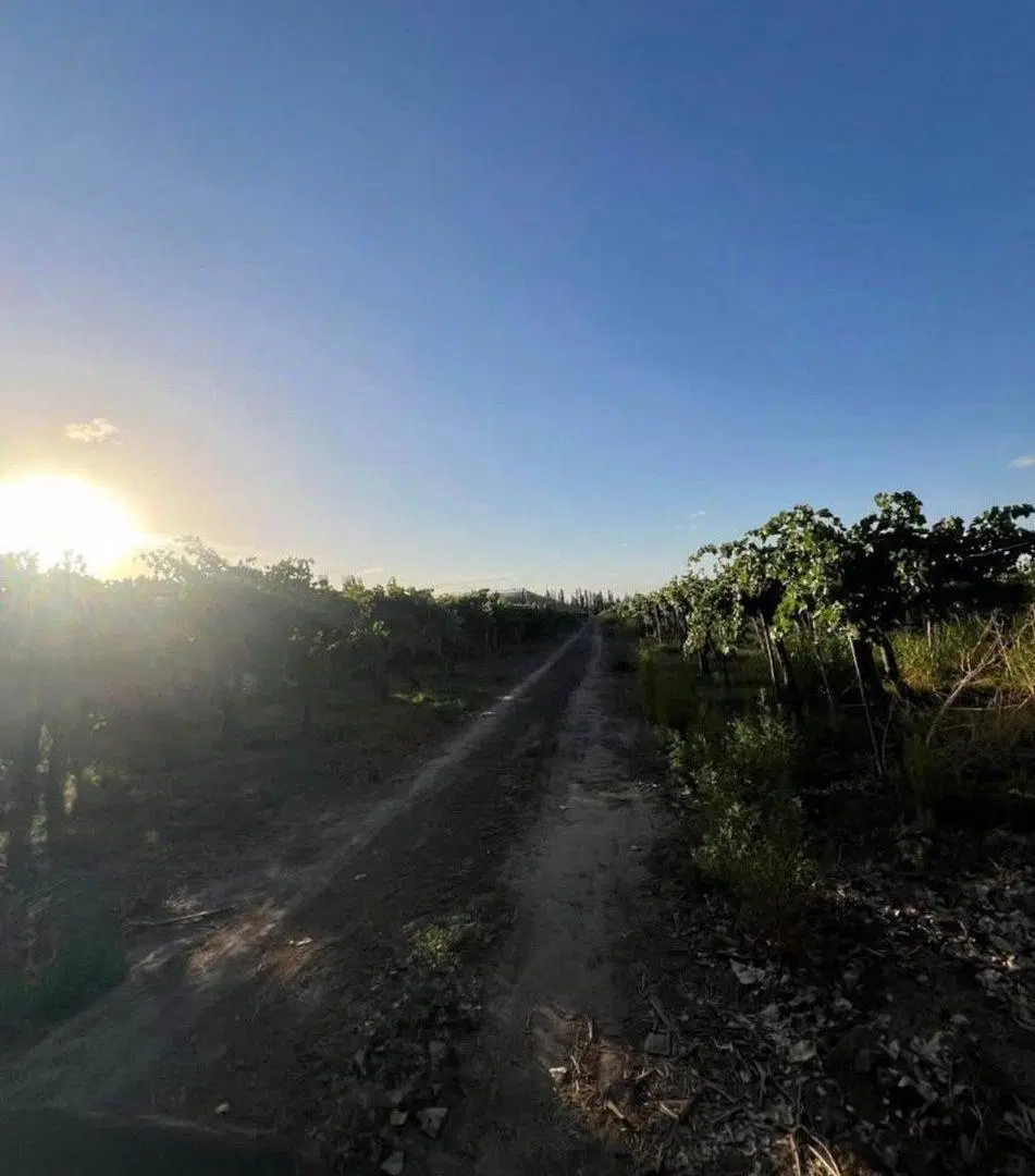 VENTA DE FINCA EN SAN MARTIN ALTO VERDE 12 HA. 2