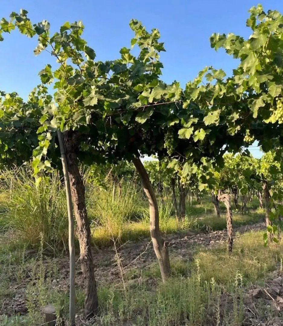 VENTA DE FINCA EN SAN MARTIN ALTO VERDE 12 HA. 5
