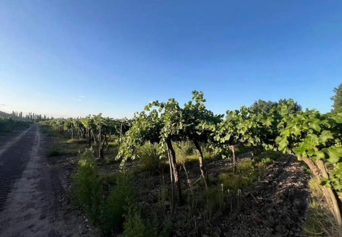 VENTA DE FINCA EN SAN MARTIN ALTO VERDE 12 HA. 4