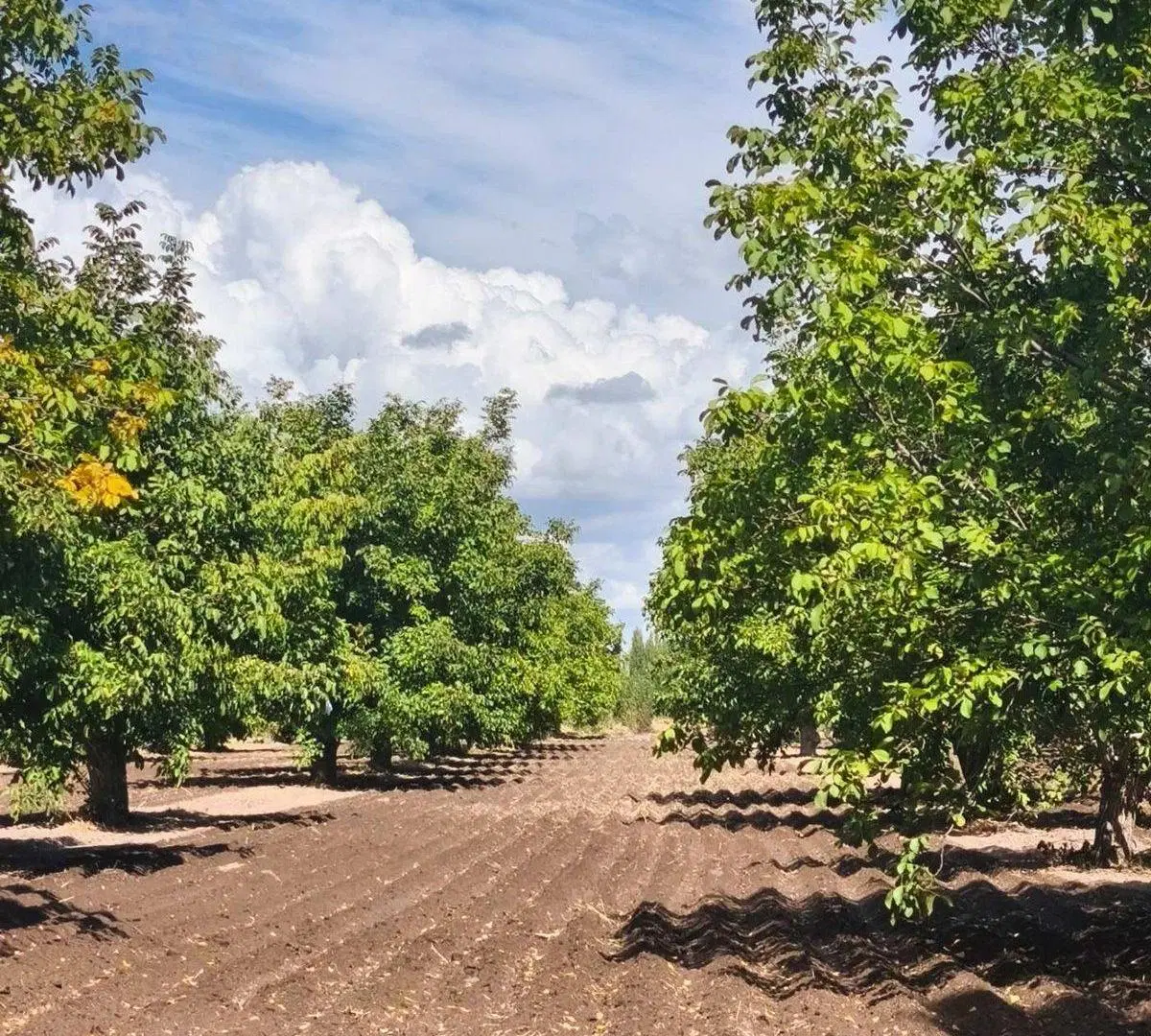 Venta Finca 14 has Nogales San Carlos Valle de Uco 2