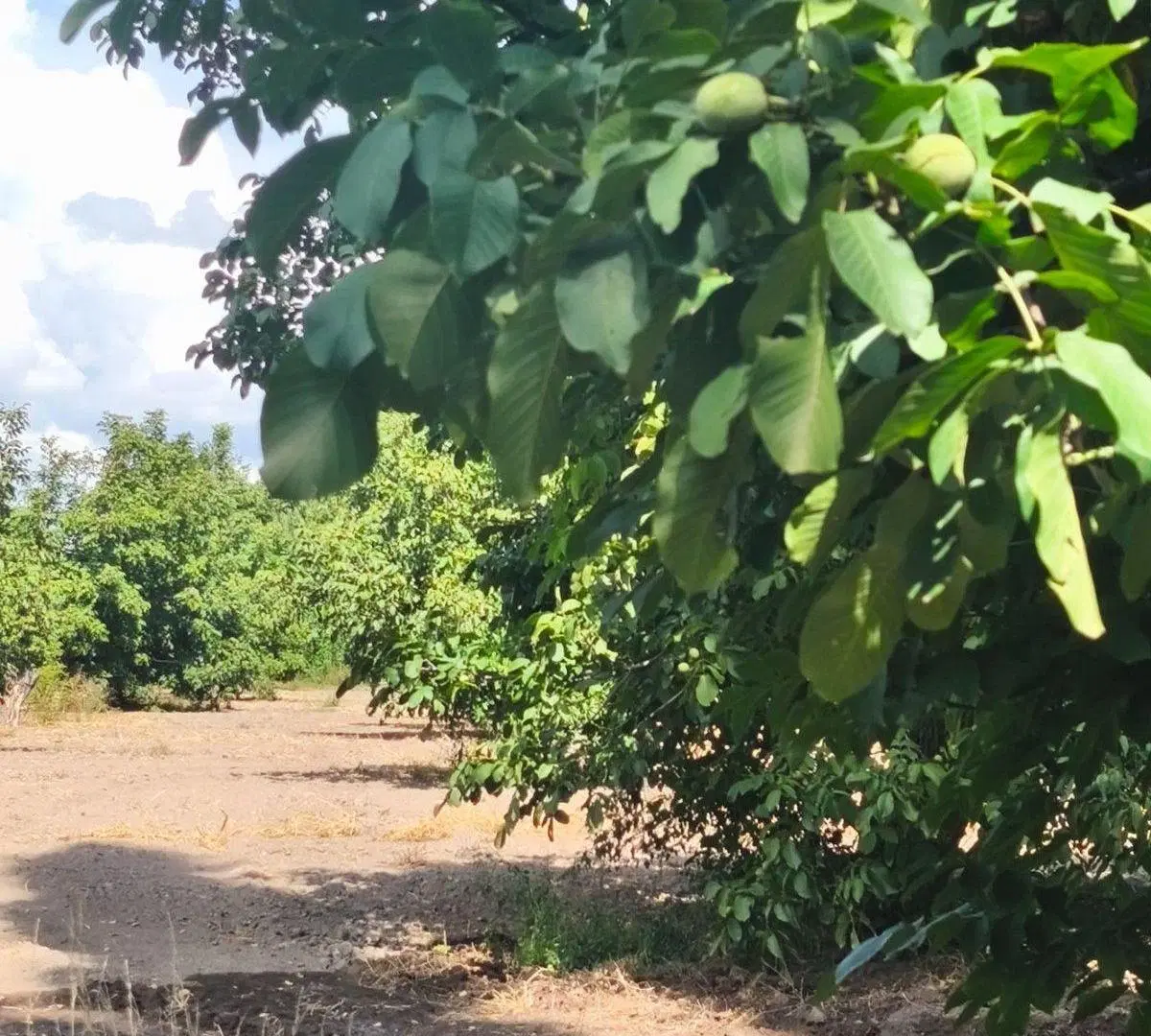 Venta Finca 14 has Nogales San Carlos Valle de Uco 5
