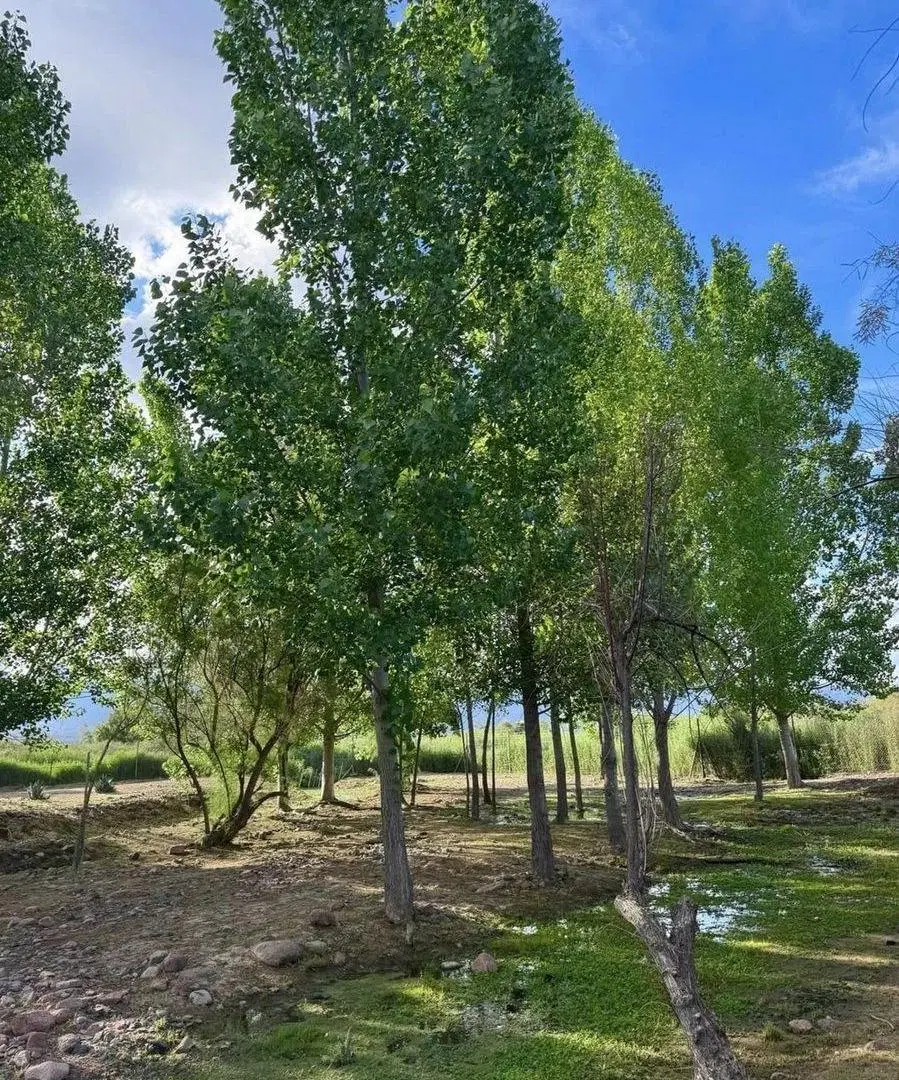 Lote en venta Aguaribay Valle Lujan Mendoza 4
