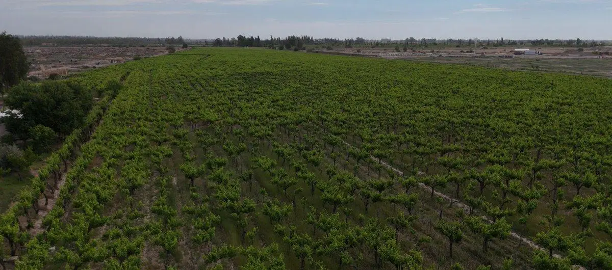 Venta Finca lindante PASIP Palmira Mendoza 2