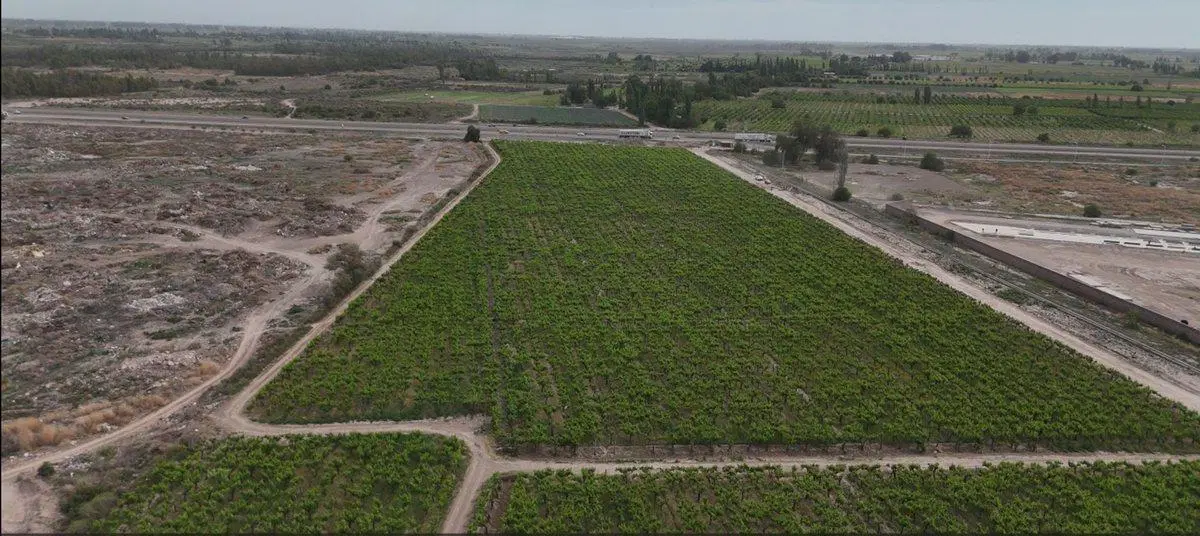 Venta Finca lindante PASIP Palmira Mendoza 3