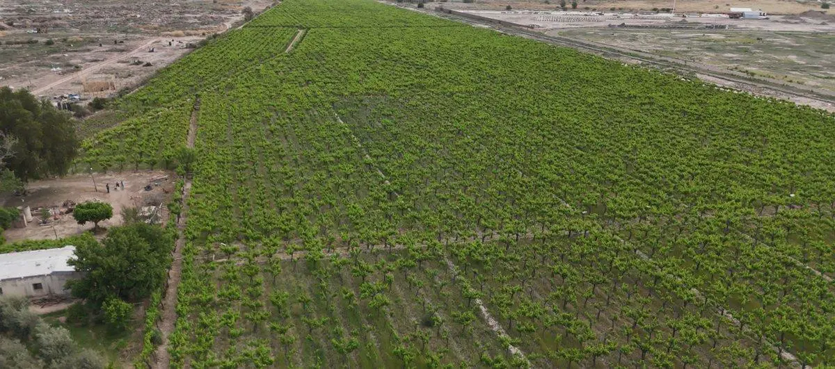 Venta Finca lindante PASIP Palmira Mendoza 4