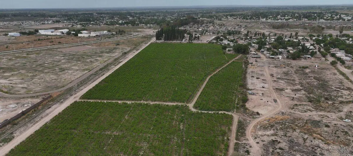 Venta Finca lindante PASIP Palmira Mendoza 5