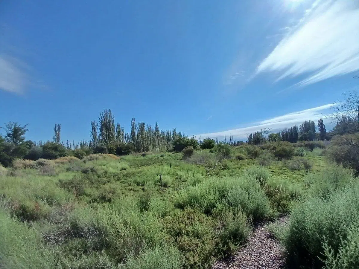Venta Lote apto desarrollo 2ha San Martin Mendoza 2