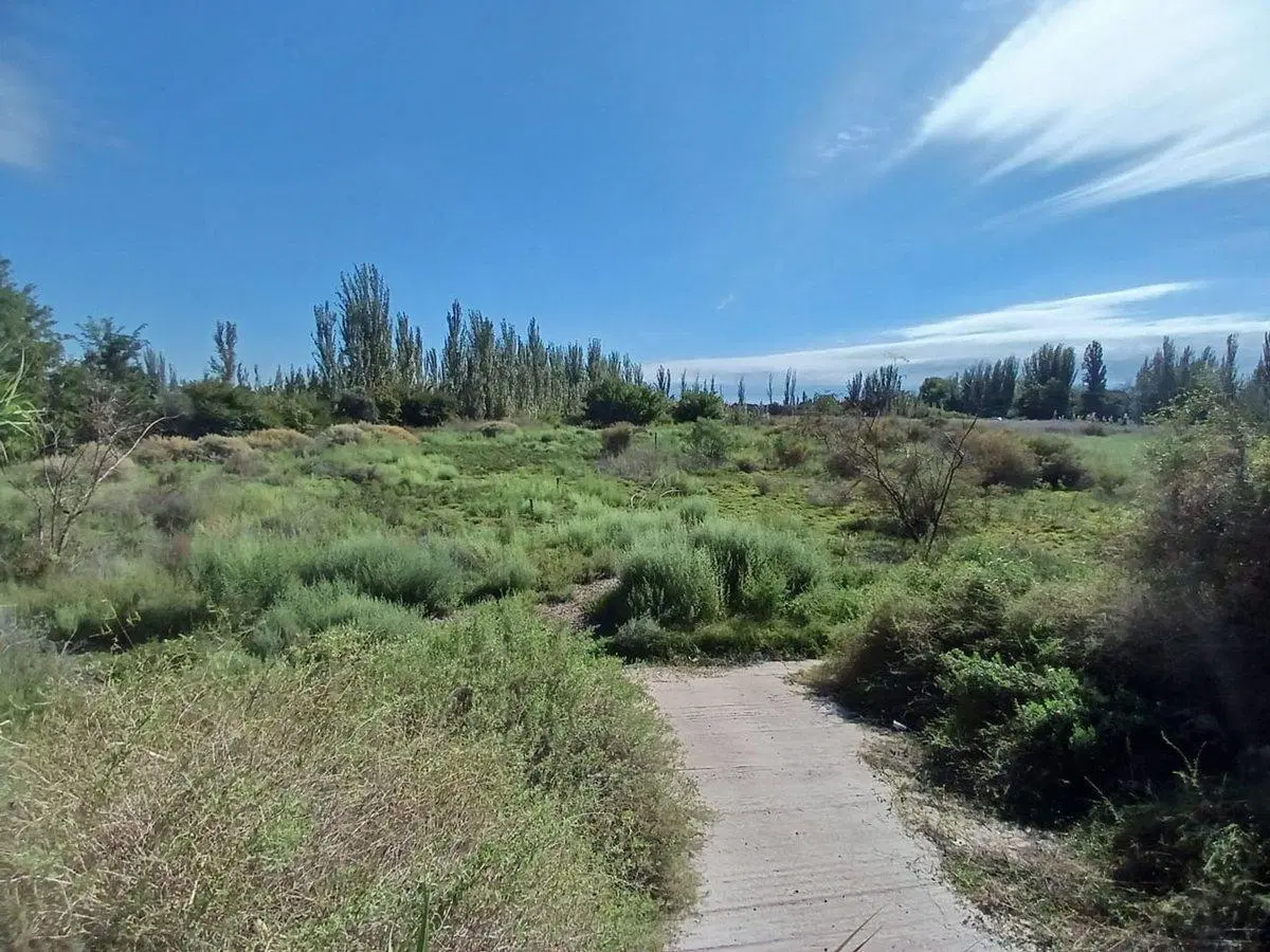 Venta Lote apto desarrollo 2ha San Martin Mendoza 3